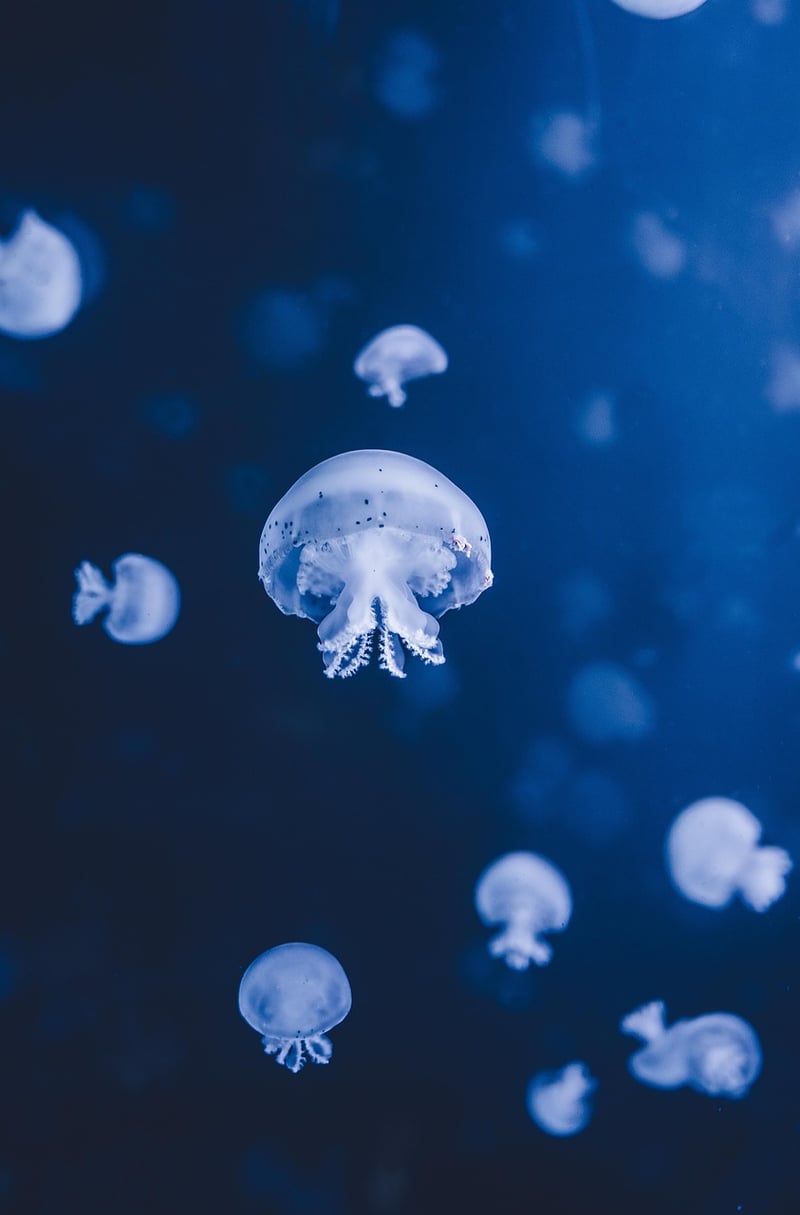 Underwater Abodes
